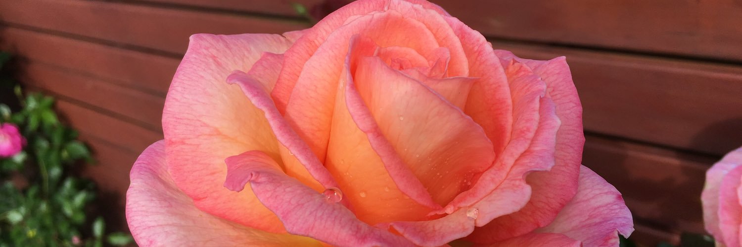 Catherina Gray banner