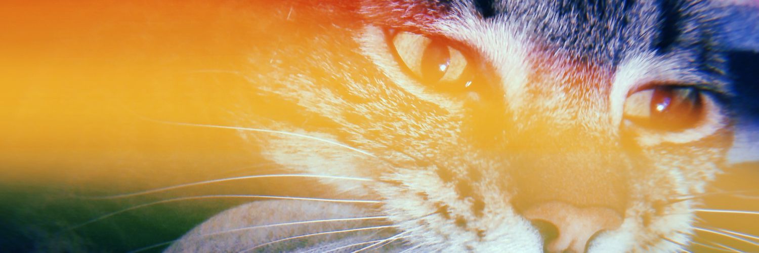 LopiEducan2's profile banner image