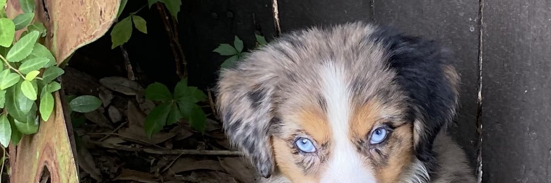 peytonlustikk's profile banner image