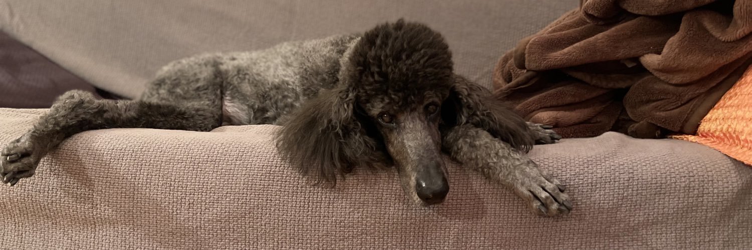 ハトリコ｜@hatolico.bsky.social banner