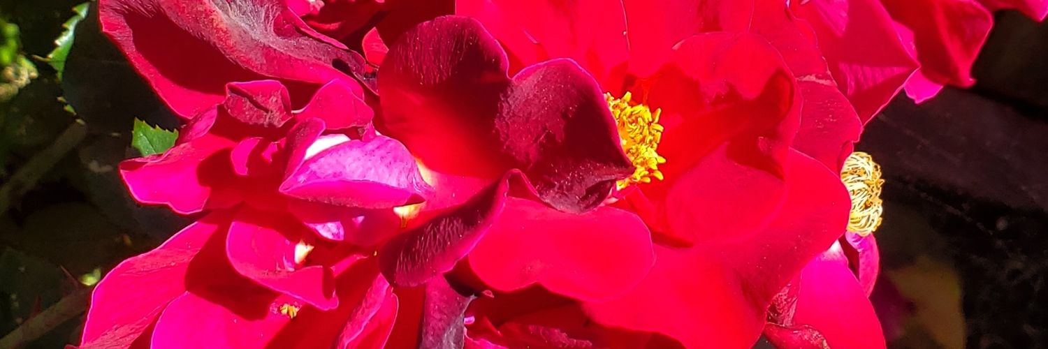 melissamiller74's profile banner image