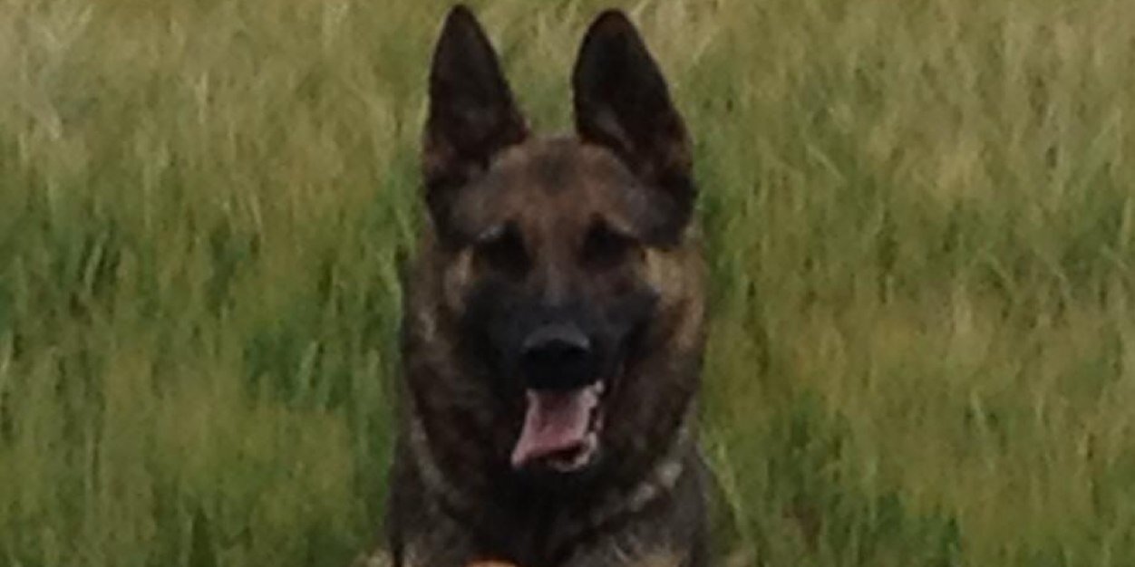 retiredk9's profile banner image