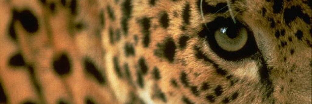 mariamjrc's profile banner image