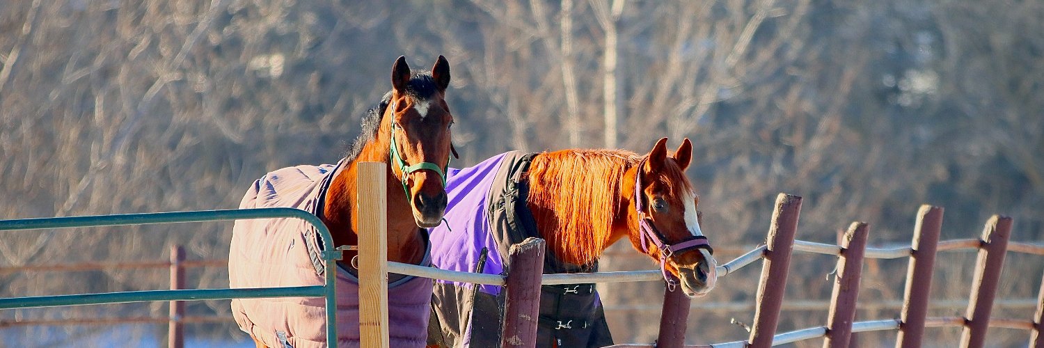 GRidgeStables's profile banner image