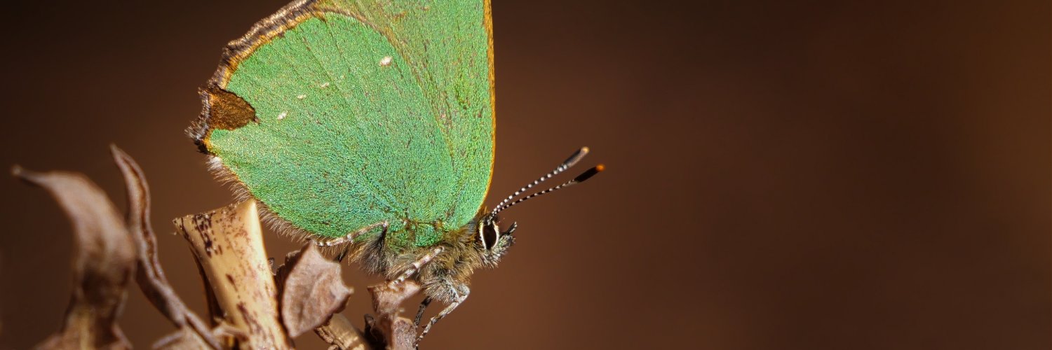 Butterfly Conservation 🦋 banner