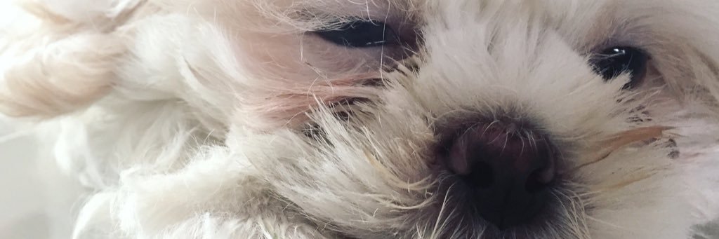 Fangiizz_S's profile banner image