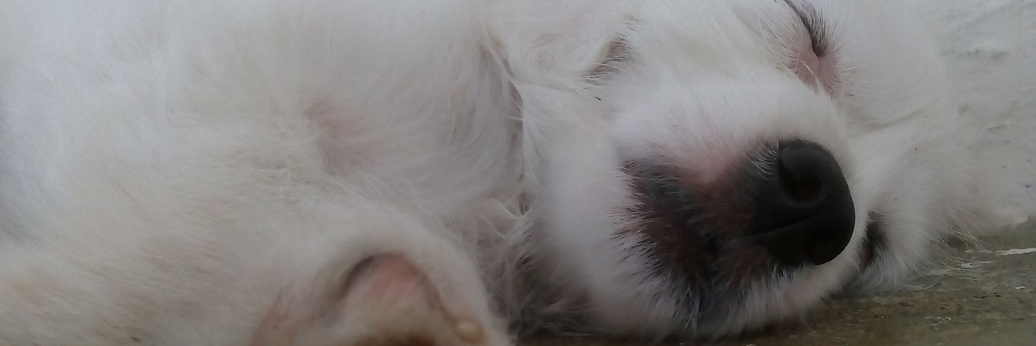GeaneFer10's profile banner image
