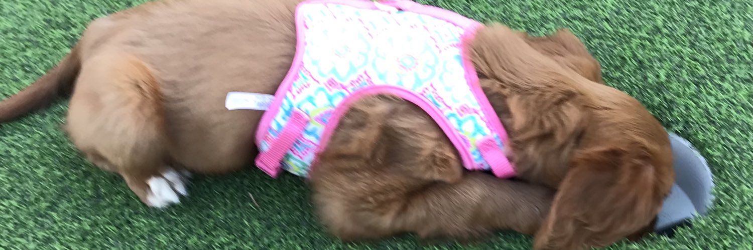 daRuby_'s profile banner image