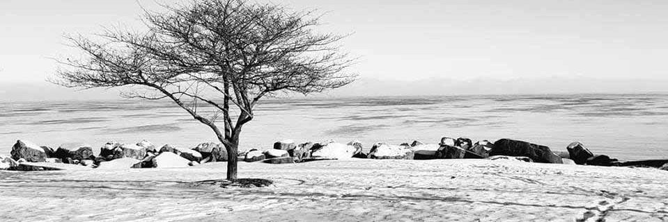 Daily North Shore banner