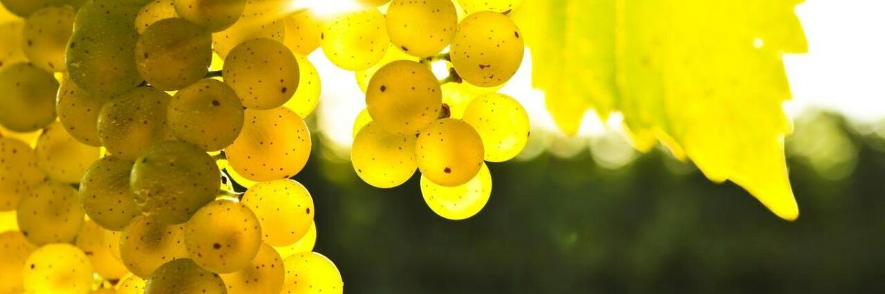 IJFischer's profile banner image