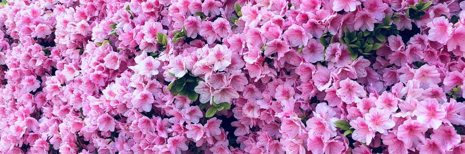 lindacheung's profile banner image