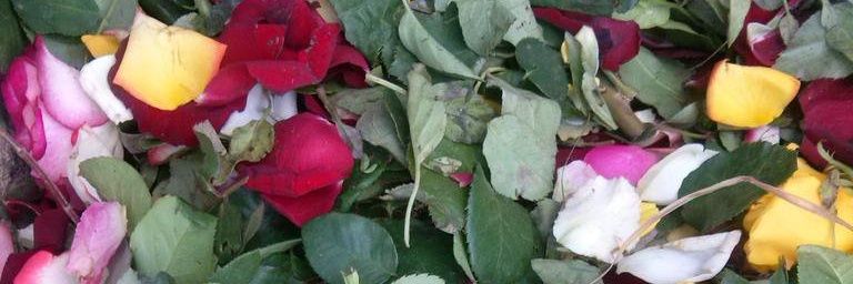 antillonluisa's profile banner image