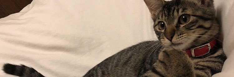 yk_plus81's profile banner image