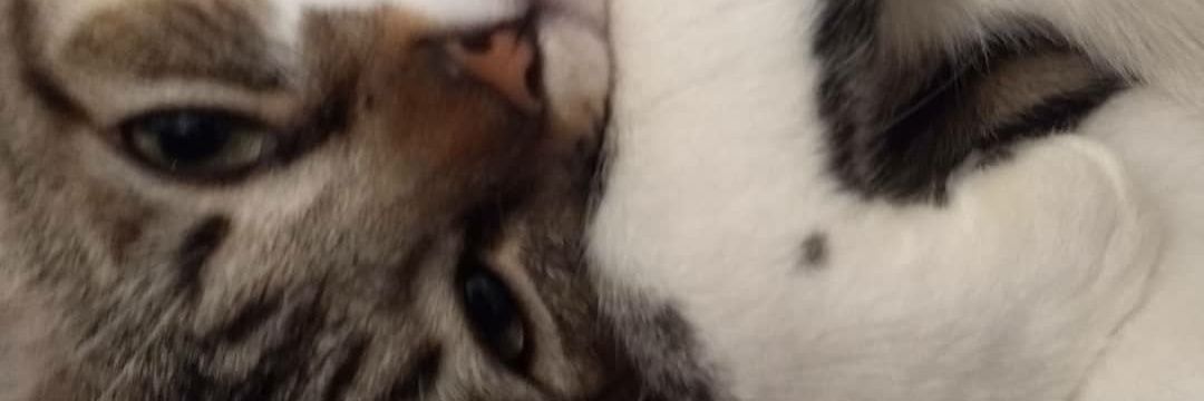 MachadoRodrigo's profile banner image