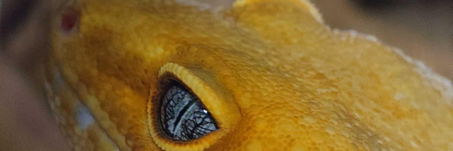 absinthe4's profile banner image