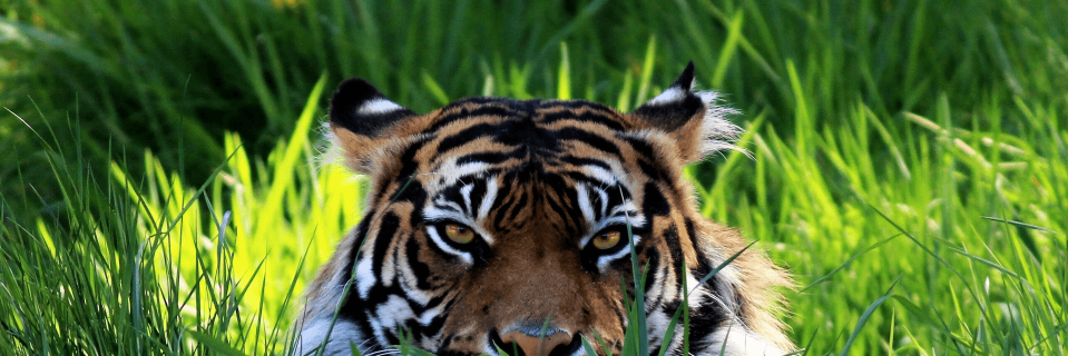 Topaz_Tigers's profile banner image