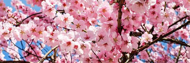 army_nanami__'s profile banner image