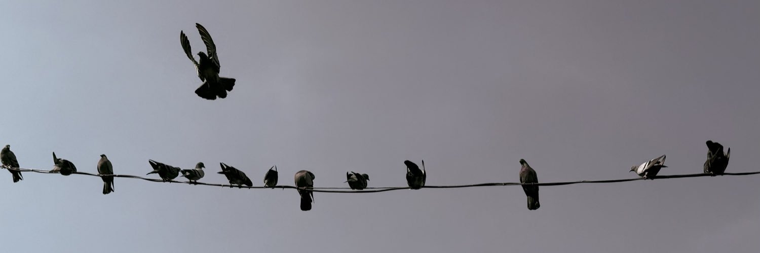 farnazraeesi banner