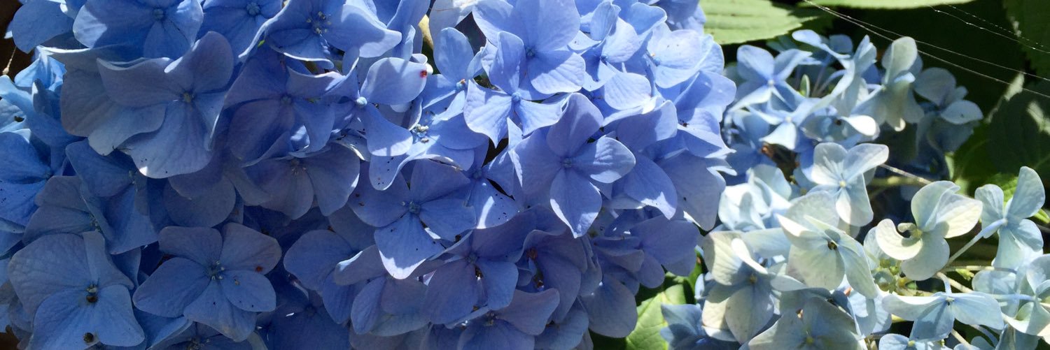 Karen Patterson banner