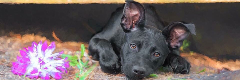 BFRescue's profile banner image