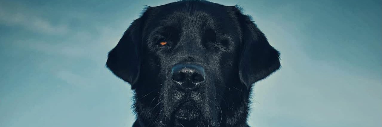 torttu_'s profile banner image