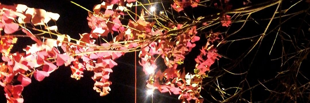 Qurat_F's profile banner image