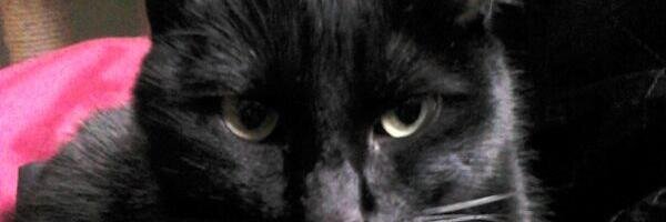 Galaego's profile banner image