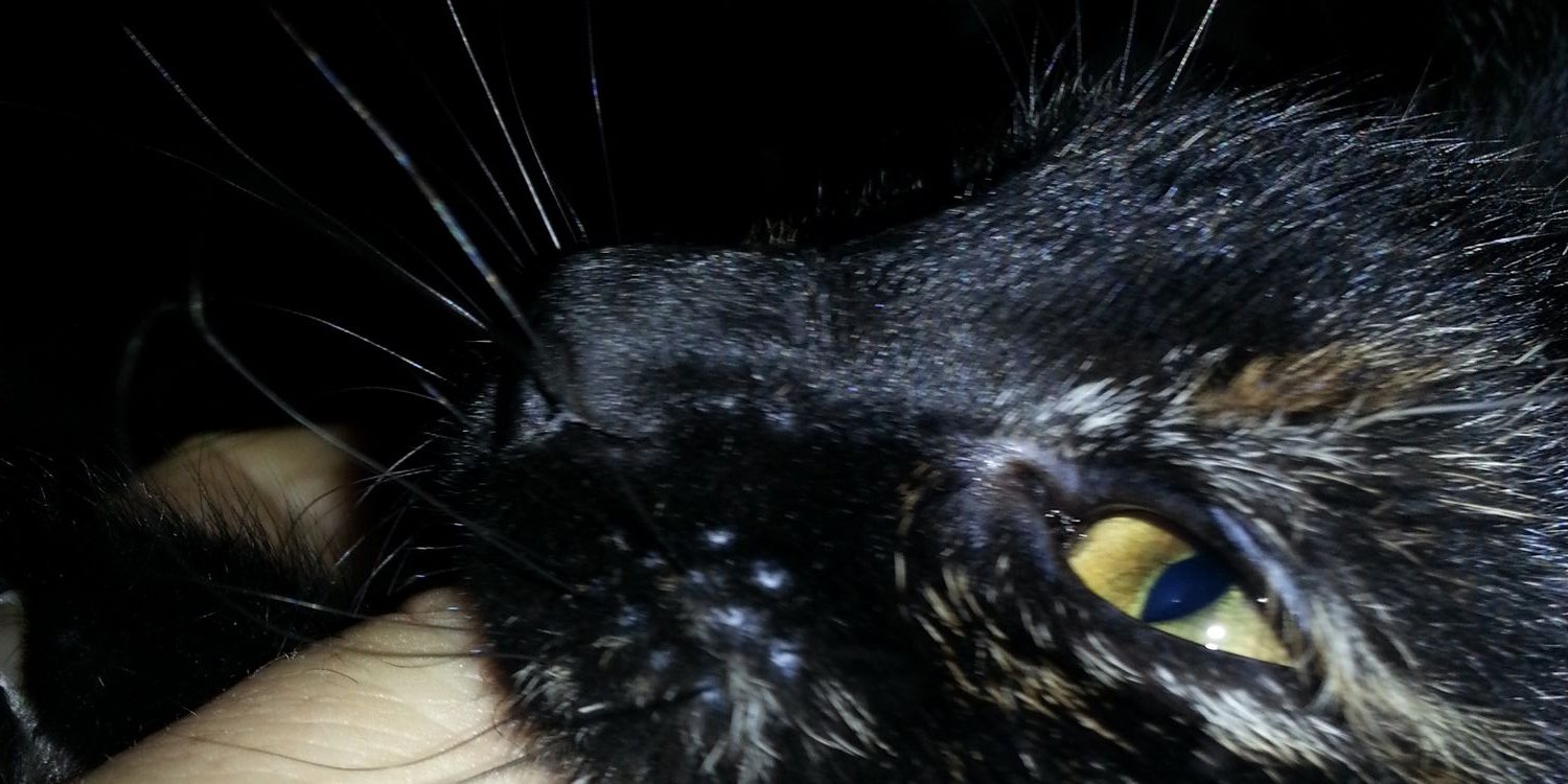 Tunç Bahadır Varlı banner