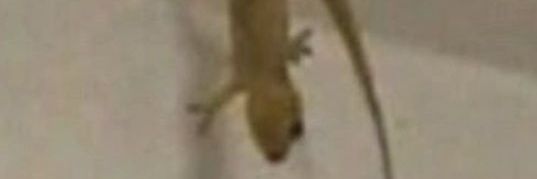 doritofrito's profile banner image
