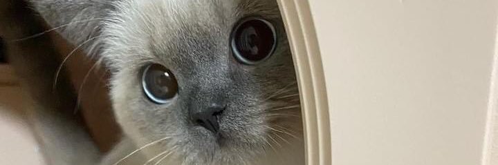 mistybluex's profile banner image