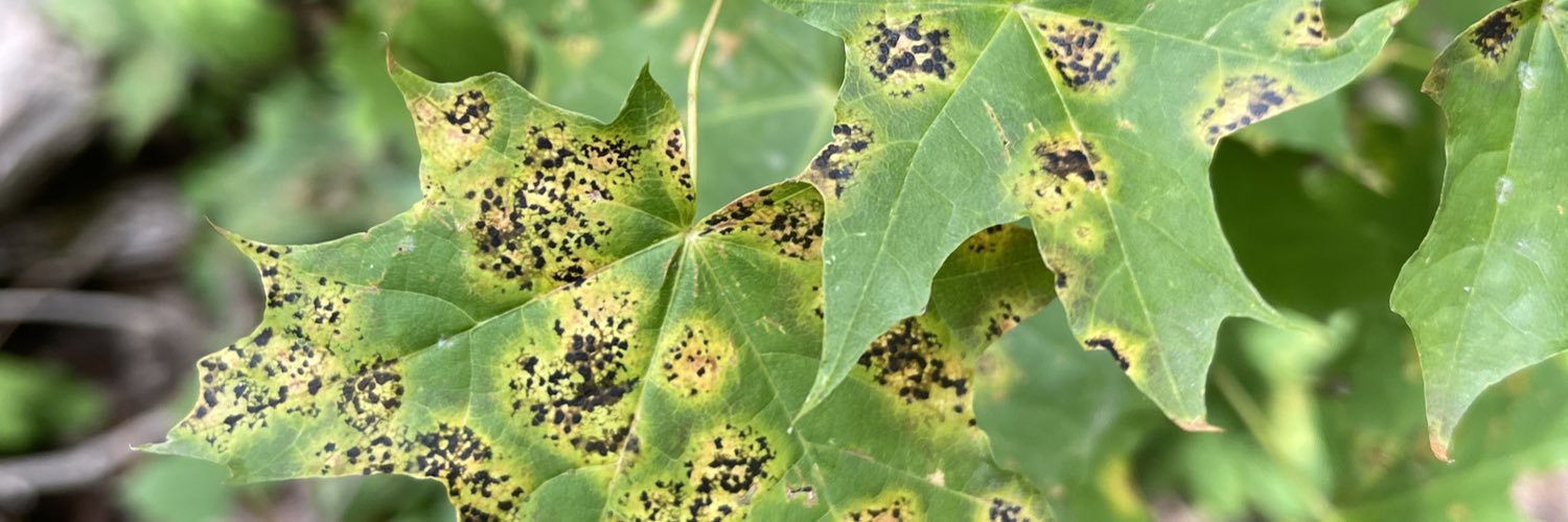 Marcelo Bustamante banner