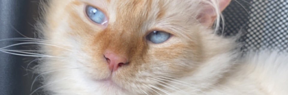 star_mott's profile banner image