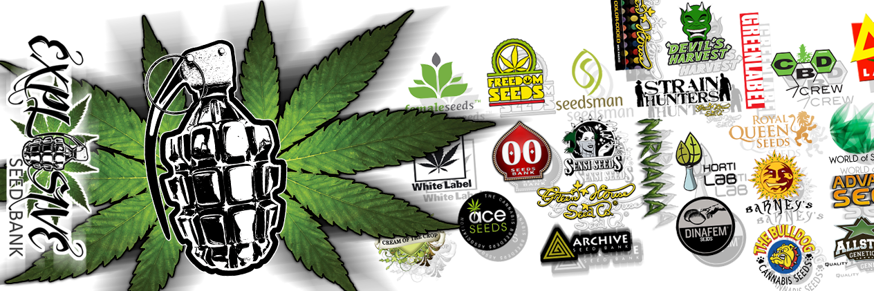 ExplosiveSeeds's profile banner image