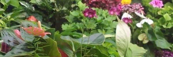 أ.د. هالة جستنية banner