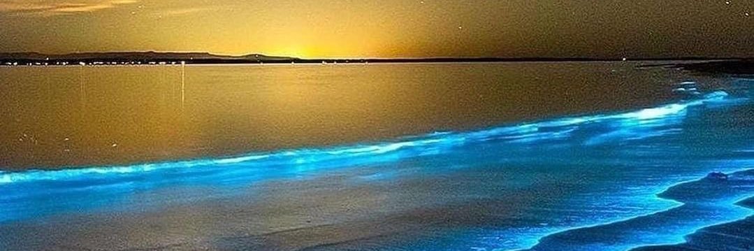 Ross Fitzsimons banner