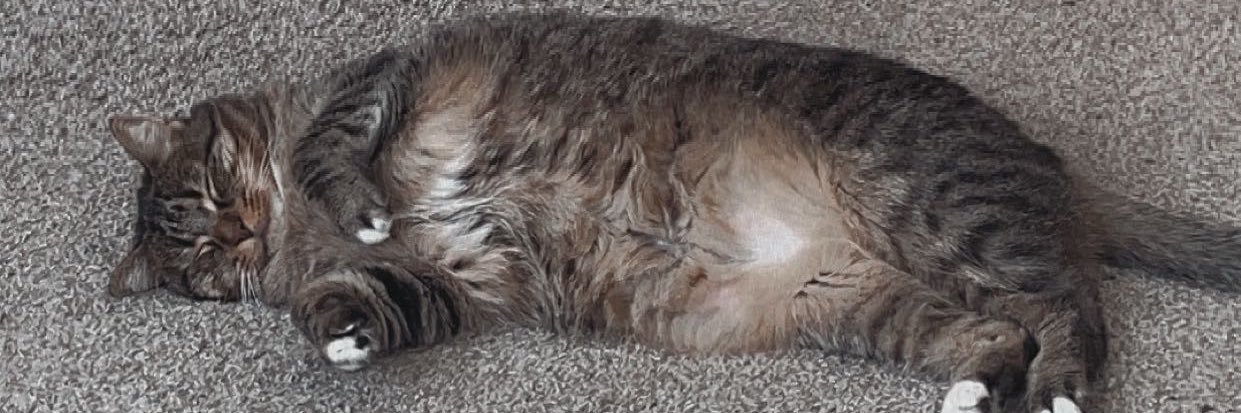 Ashley Austin banner