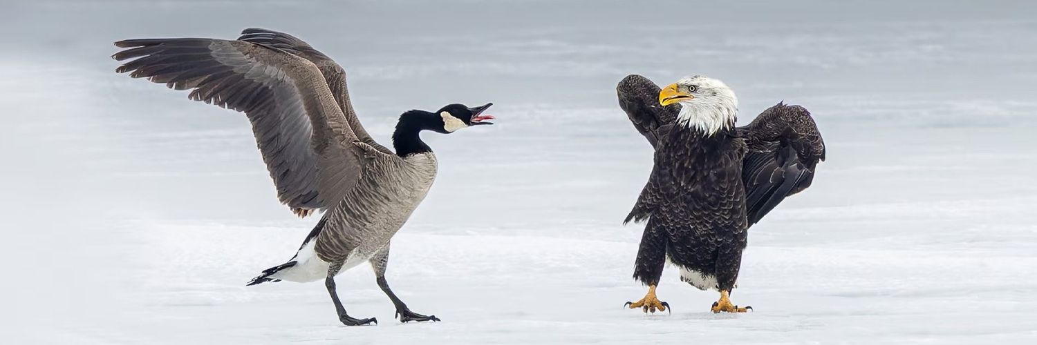 Vancitybrownie🇨🇦 banner