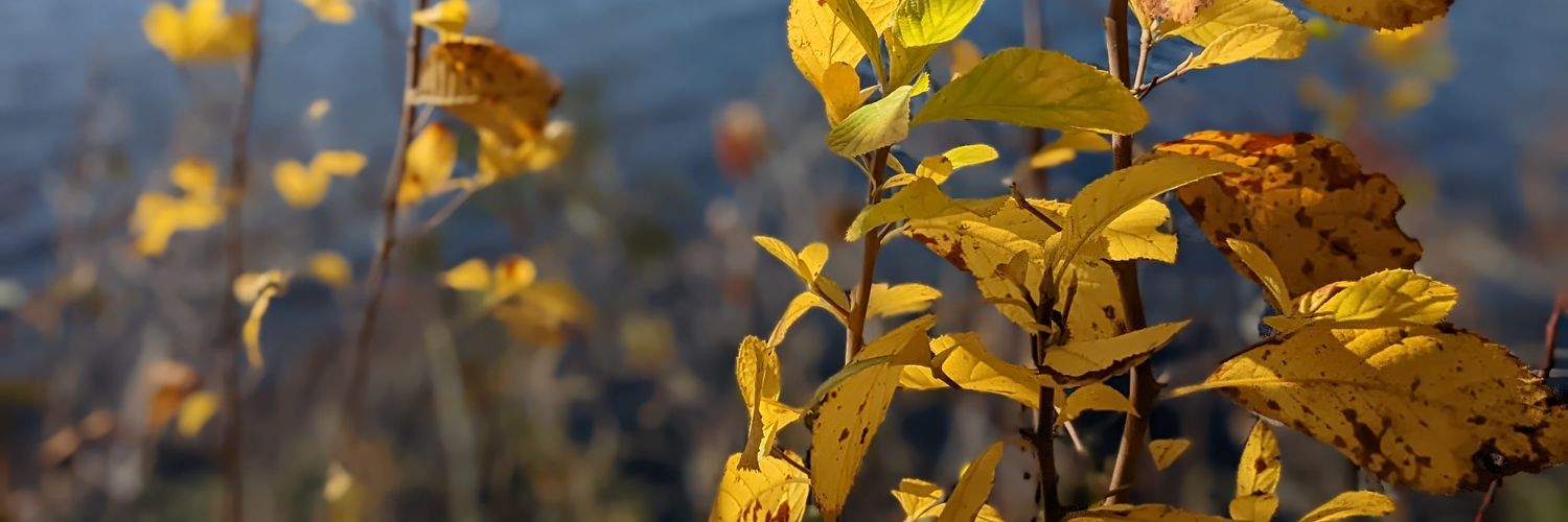 Sridhar  Sathya banner