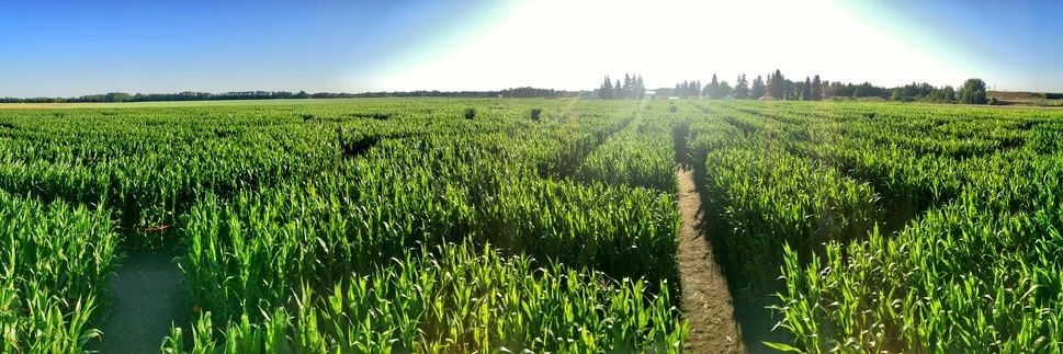 Edmonton Corn Maze banner