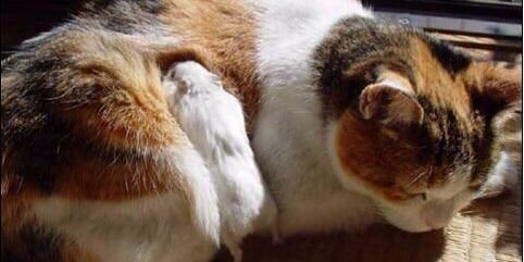 緋砂弥(ひさや)@ツイプロ必読 banner