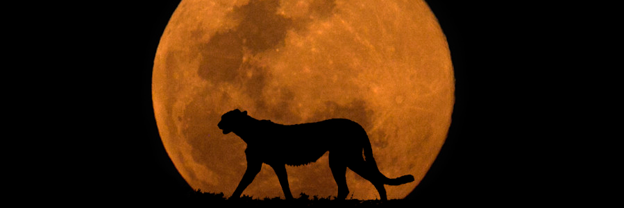 ElenaCaRu's profile banner image
