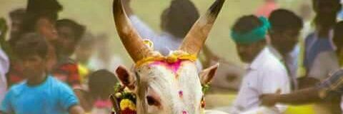 dhileepkumar43's profile banner image