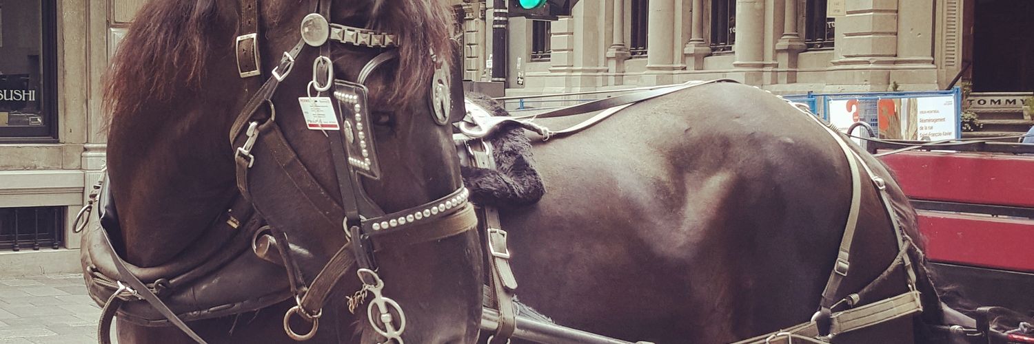 Janelle S 🇨🇦 banner