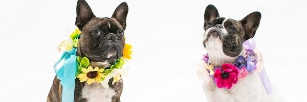 CupidCollars's profile banner image
