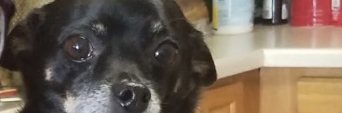 ambertrottier's profile banner image