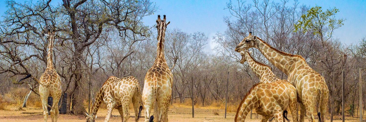 Wilson Aclan Goru banner