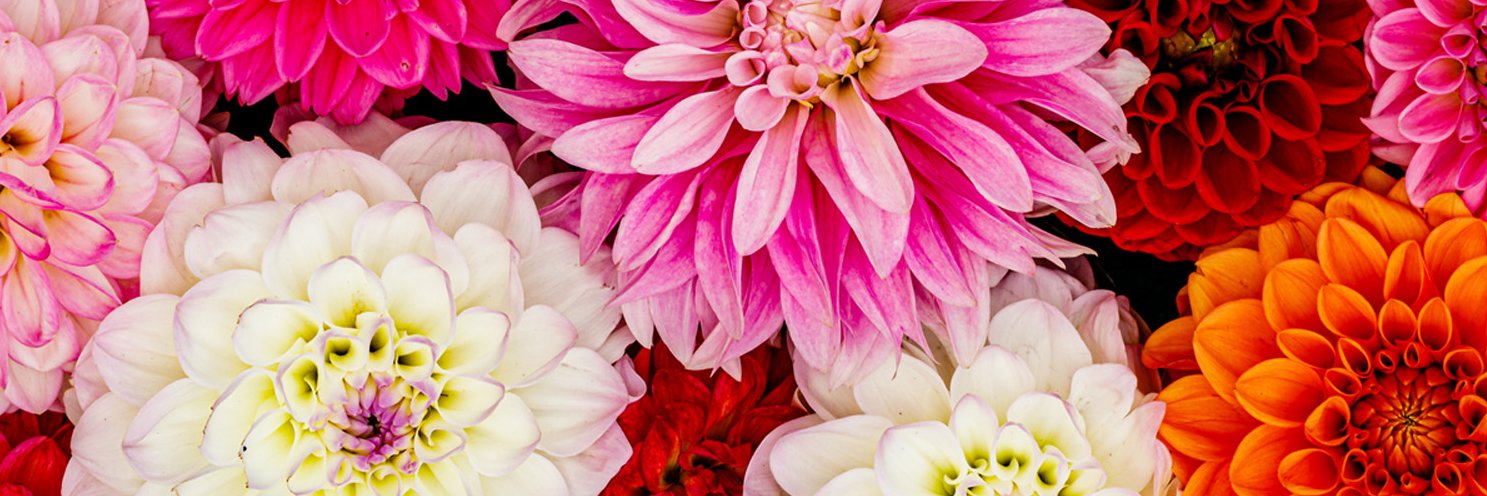 AhSamFloralCo's profile banner image
