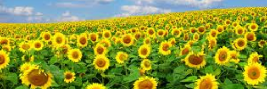 aFlowerPowerMom's profile banner image