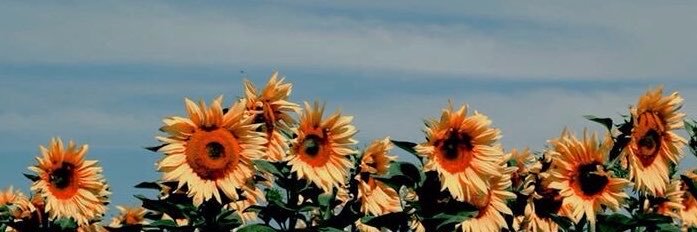 b_bushhra's profile banner image
