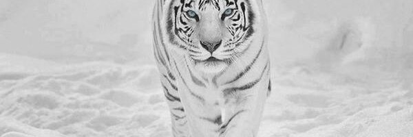 felixen66 Profile Banner